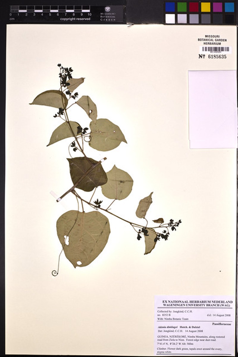 Adenia dinklagei photo 2