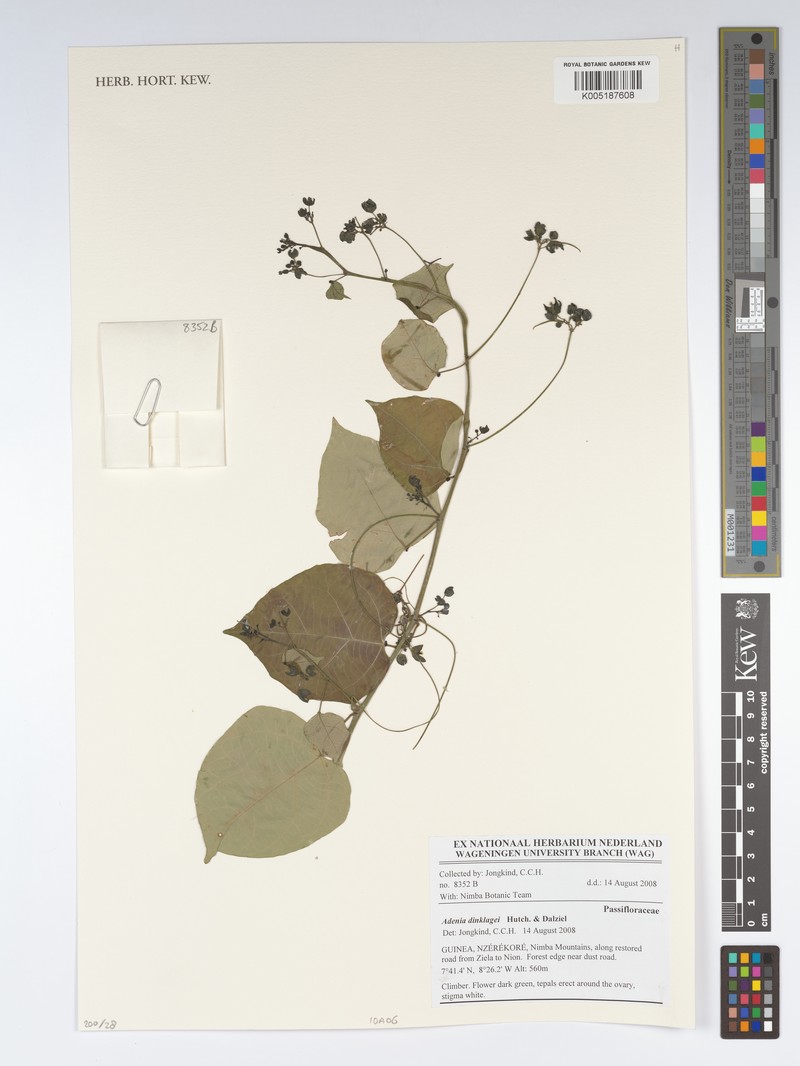 Adenia dinklagei photo 3