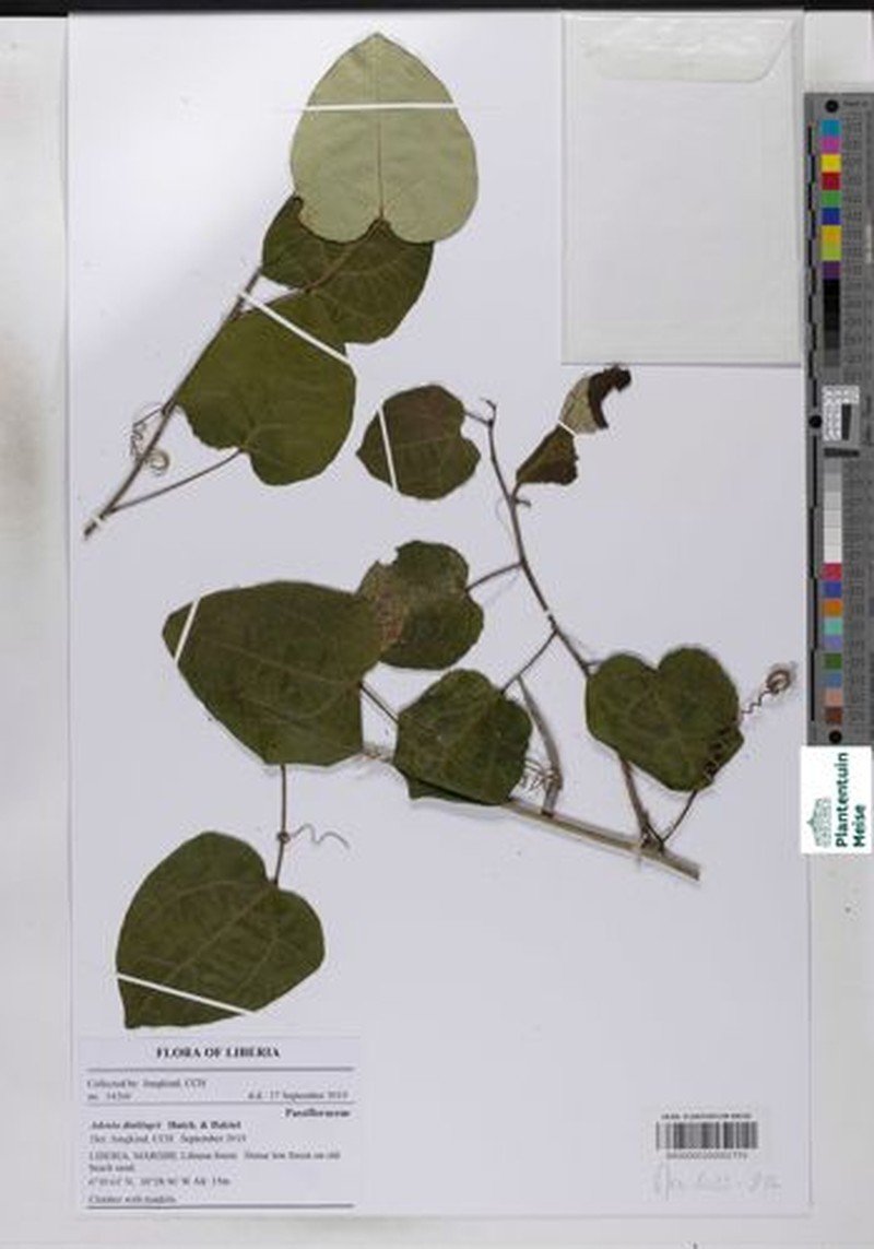 Adenia dinklagei photo 4