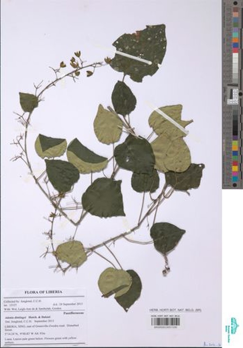 Adenia dinklagei photo 5