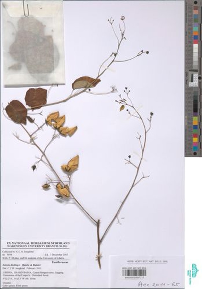 Adenia dinklagei photo 7