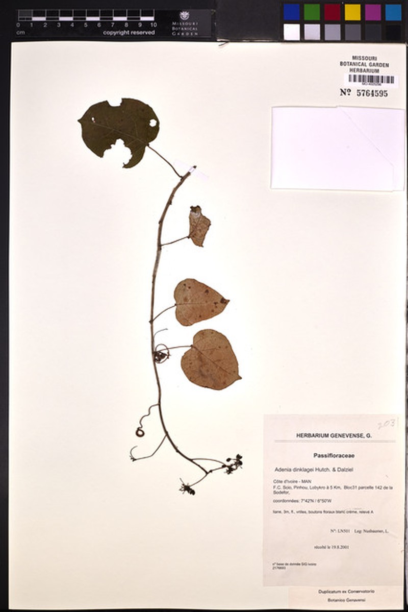 Adenia dinklagei photo 8