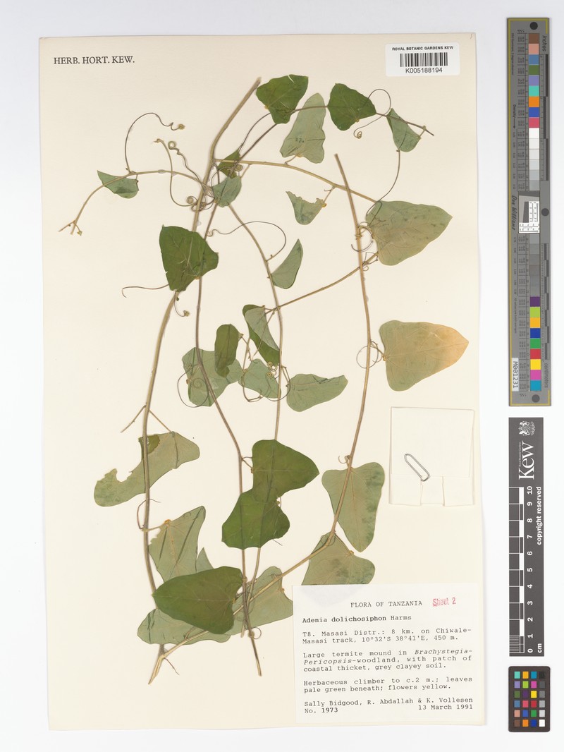 Adenia dolichosiphon