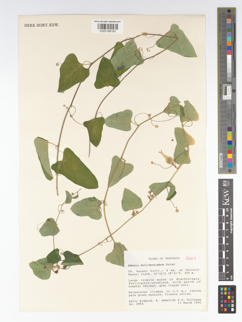 Adenia dolichosiphon photo 2