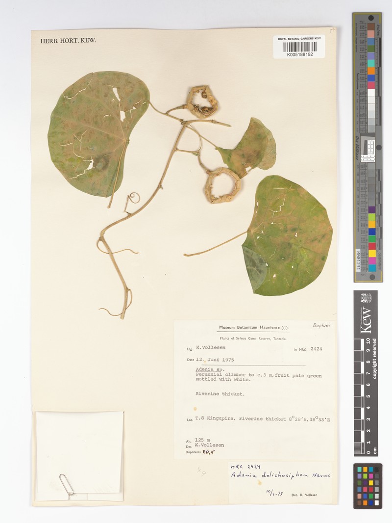 Adenia dolichosiphon photo 3