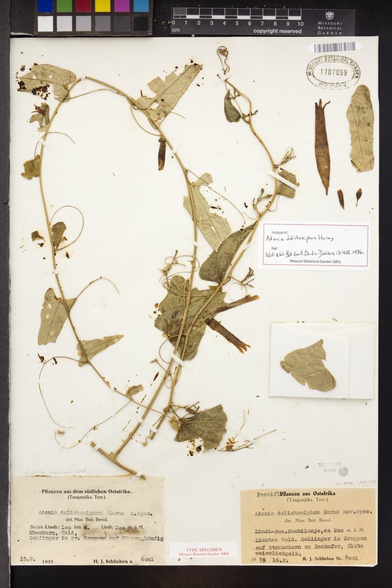 Adenia dolichosiphon photo 4