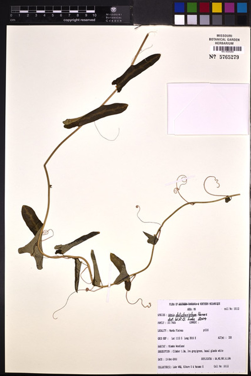 Adenia dolichosiphon photo 5