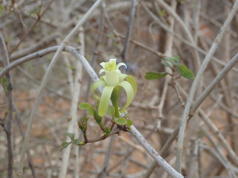 Adenia elegans