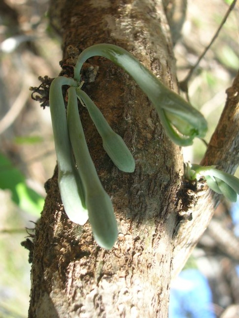 Adenia elegans photo 4