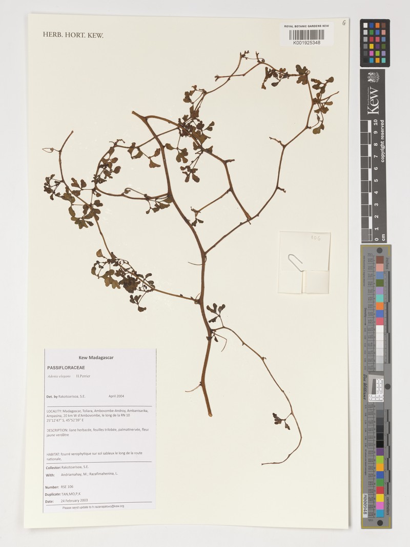 Adenia elegans photo 5