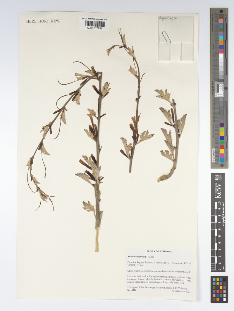Adenia ellenbeckii
