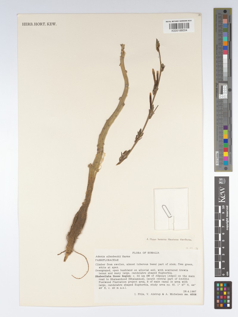 Adenia ellenbeckii photo 2