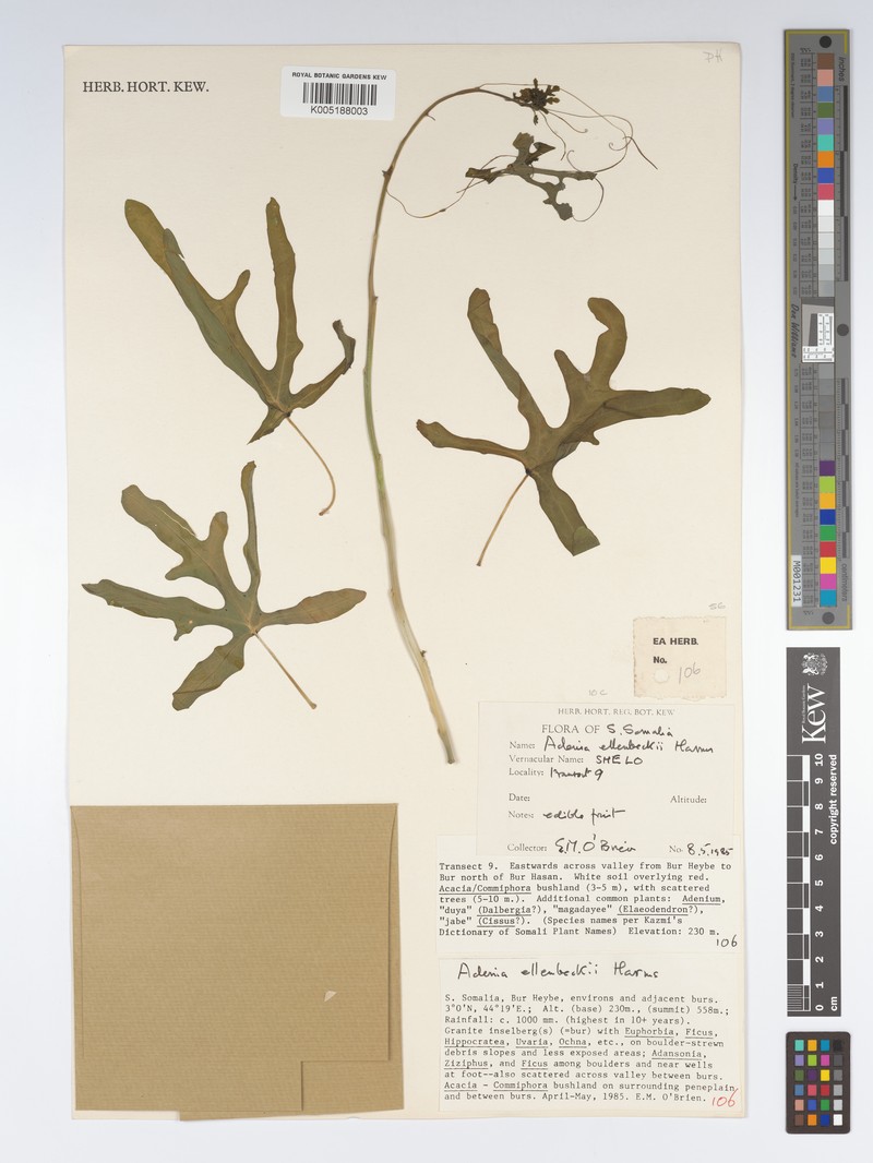 Adenia ellenbeckii photo 4