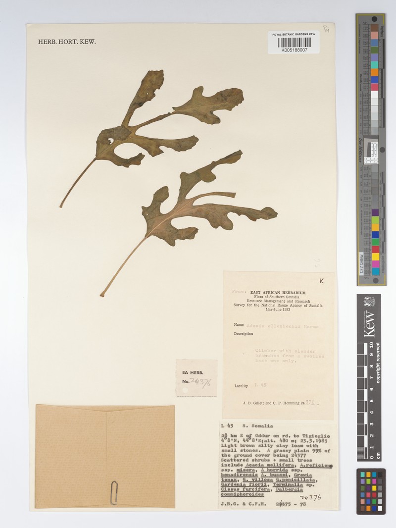 Adenia ellenbeckii photo 5