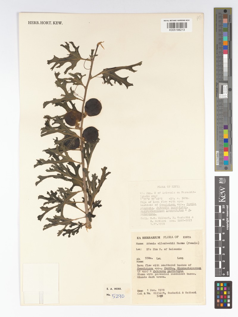 Adenia ellenbeckii photo 6