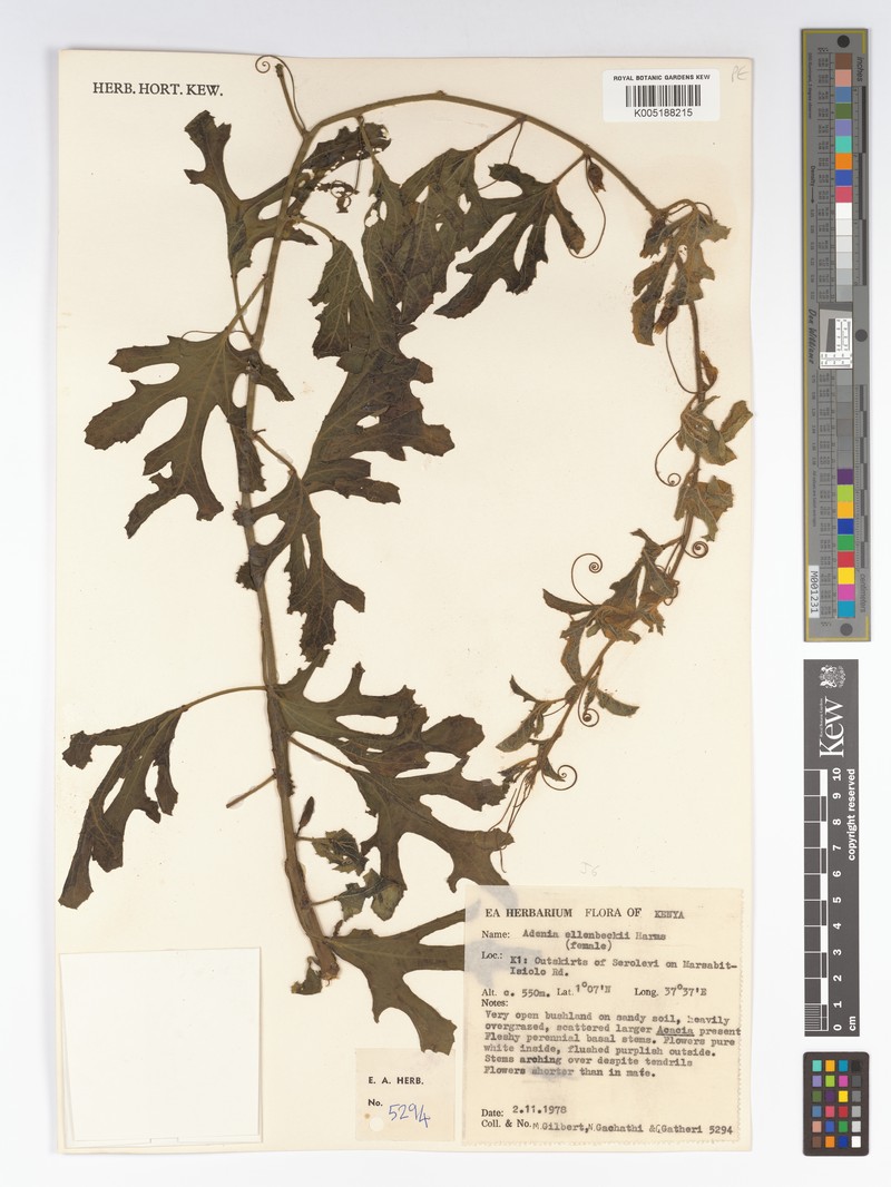 Adenia ellenbeckii photo 7