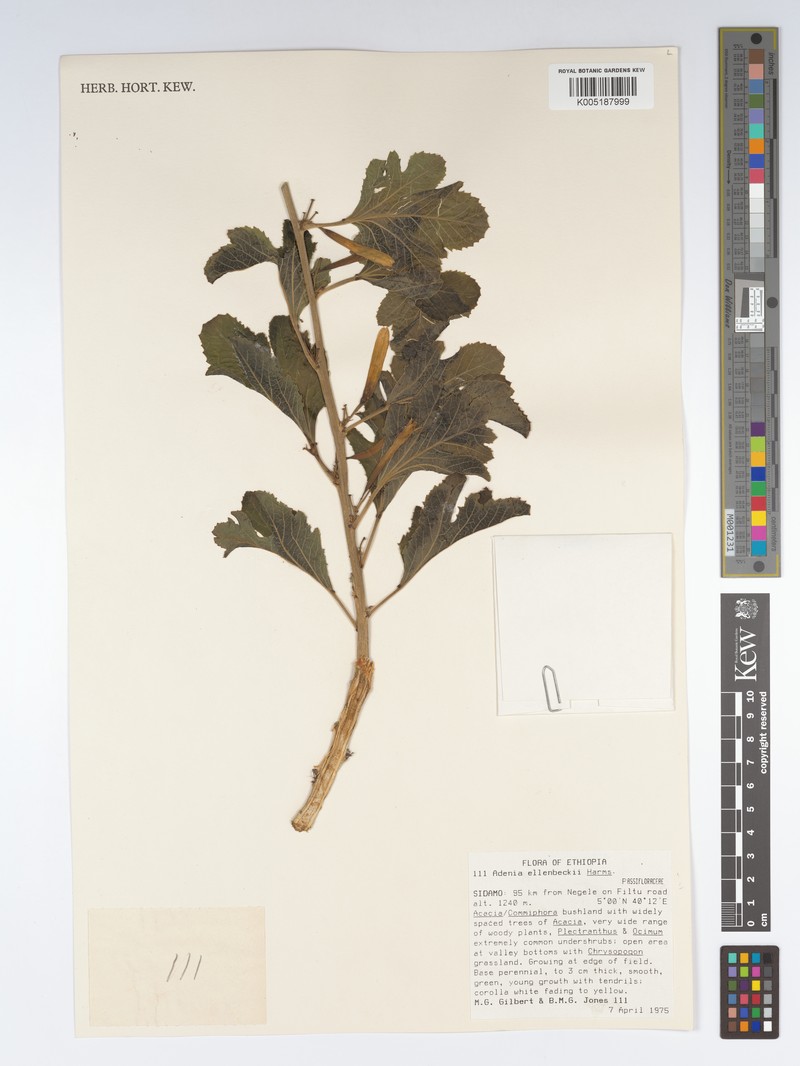 Adenia ellenbeckii photo 8
