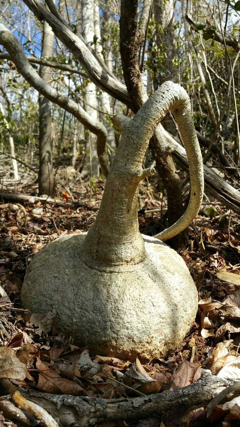 Adenia epigea
