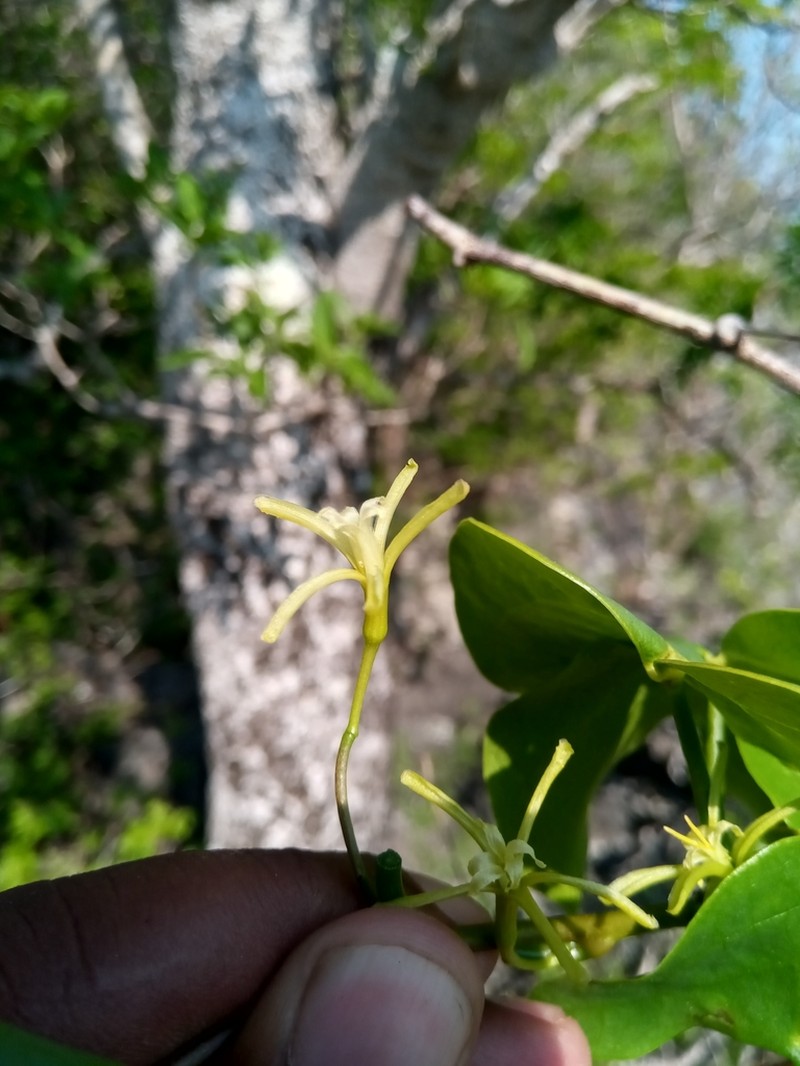 Adenia epigea photo 4