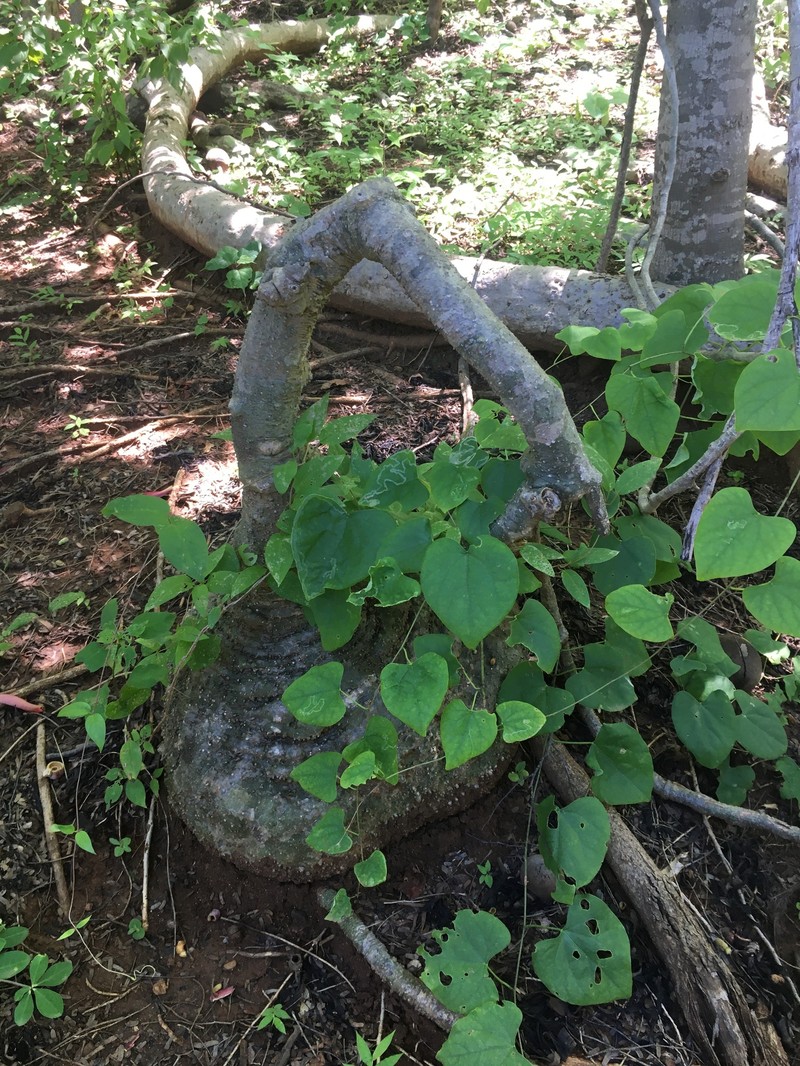 Adenia epigea photo 8