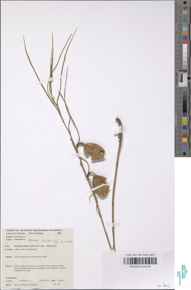 Adenia erecta photo 2