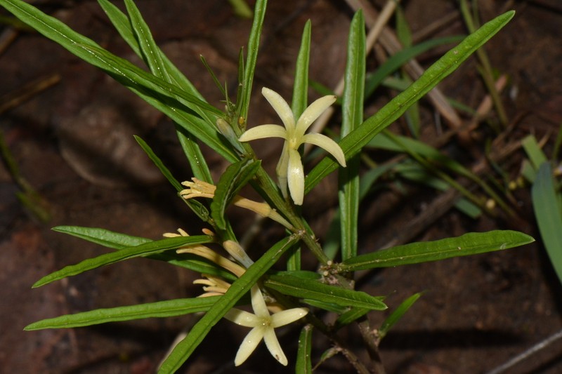 Adenia erecta