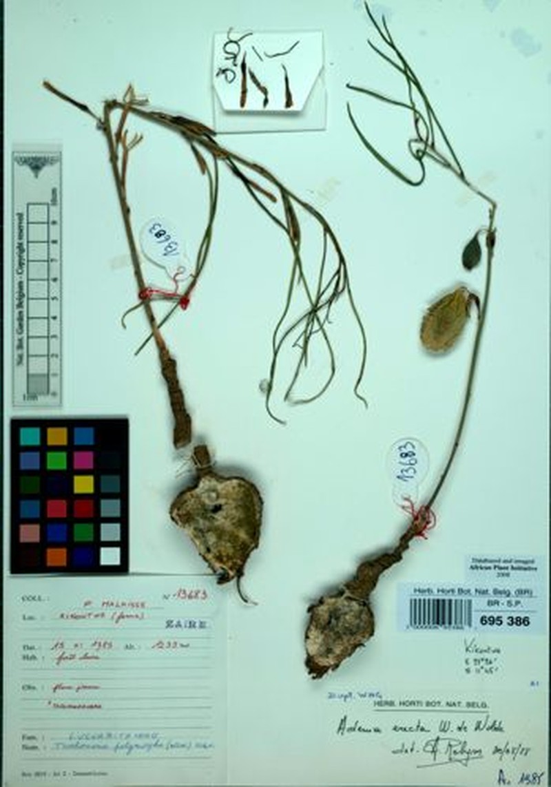 Adenia erecta photo 3