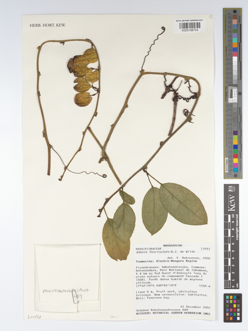 Adenia fasciculata
