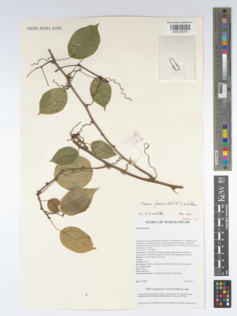 Adenia fasciculata photo 2