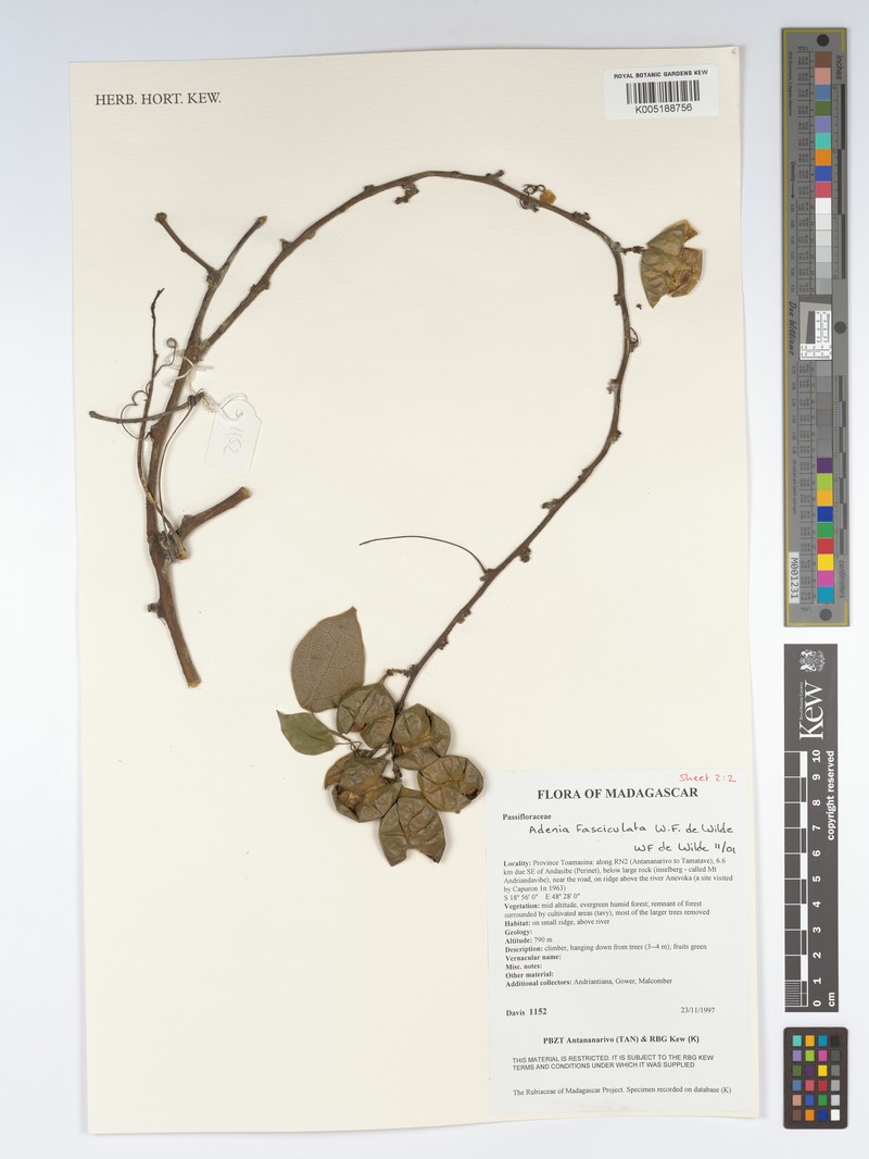 Adenia fasciculata photo 3