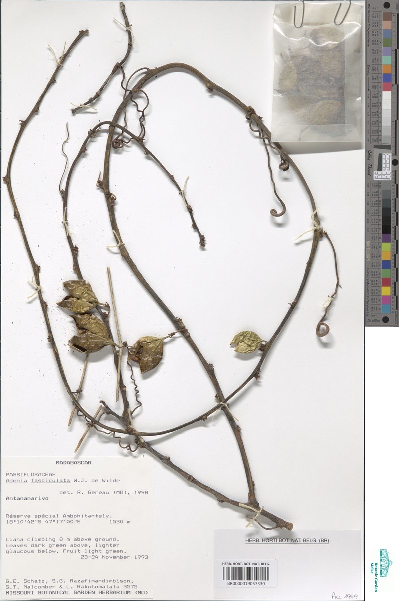 Adenia fasciculata photo 4