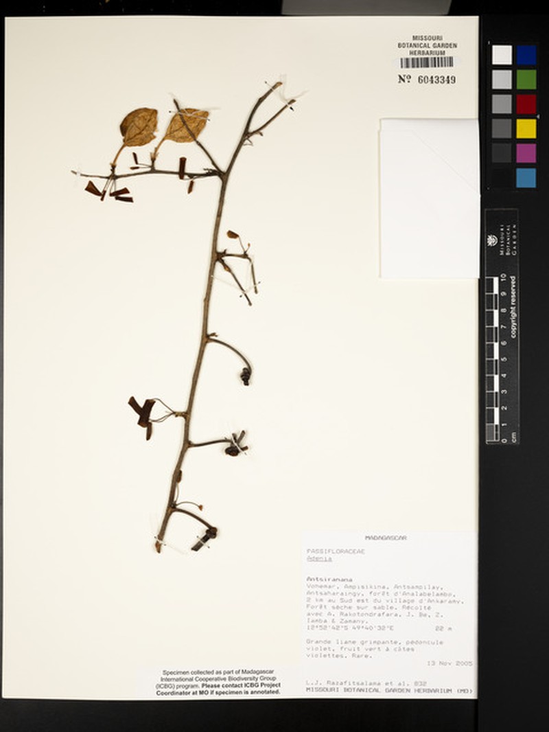 Adenia fasciculata photo 5