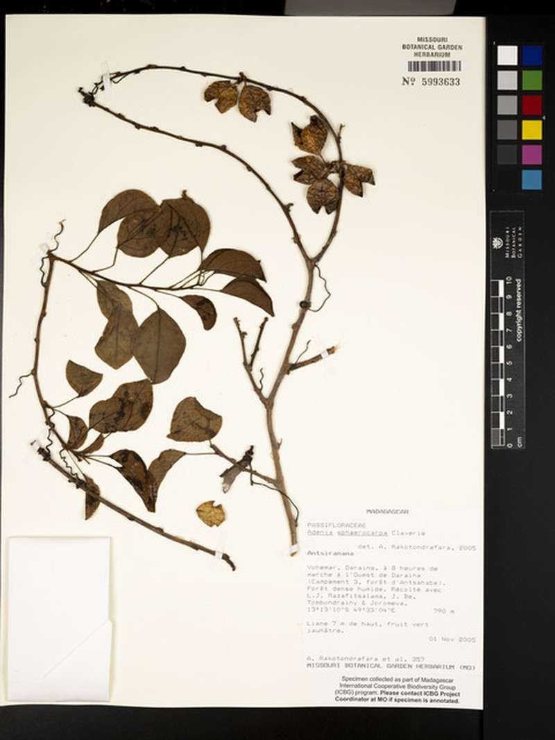 Adenia fasciculata photo 6