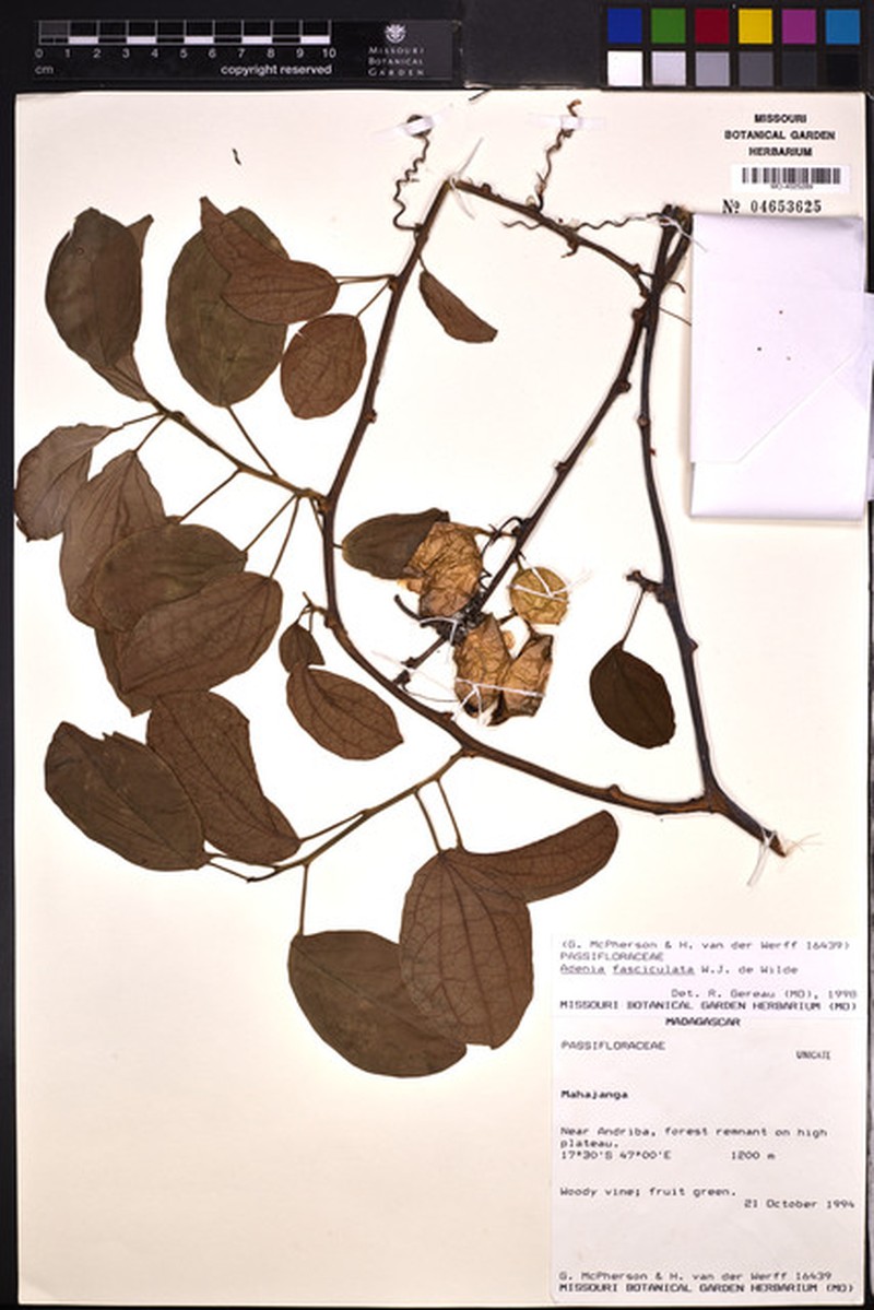 Adenia fasciculata photo 7