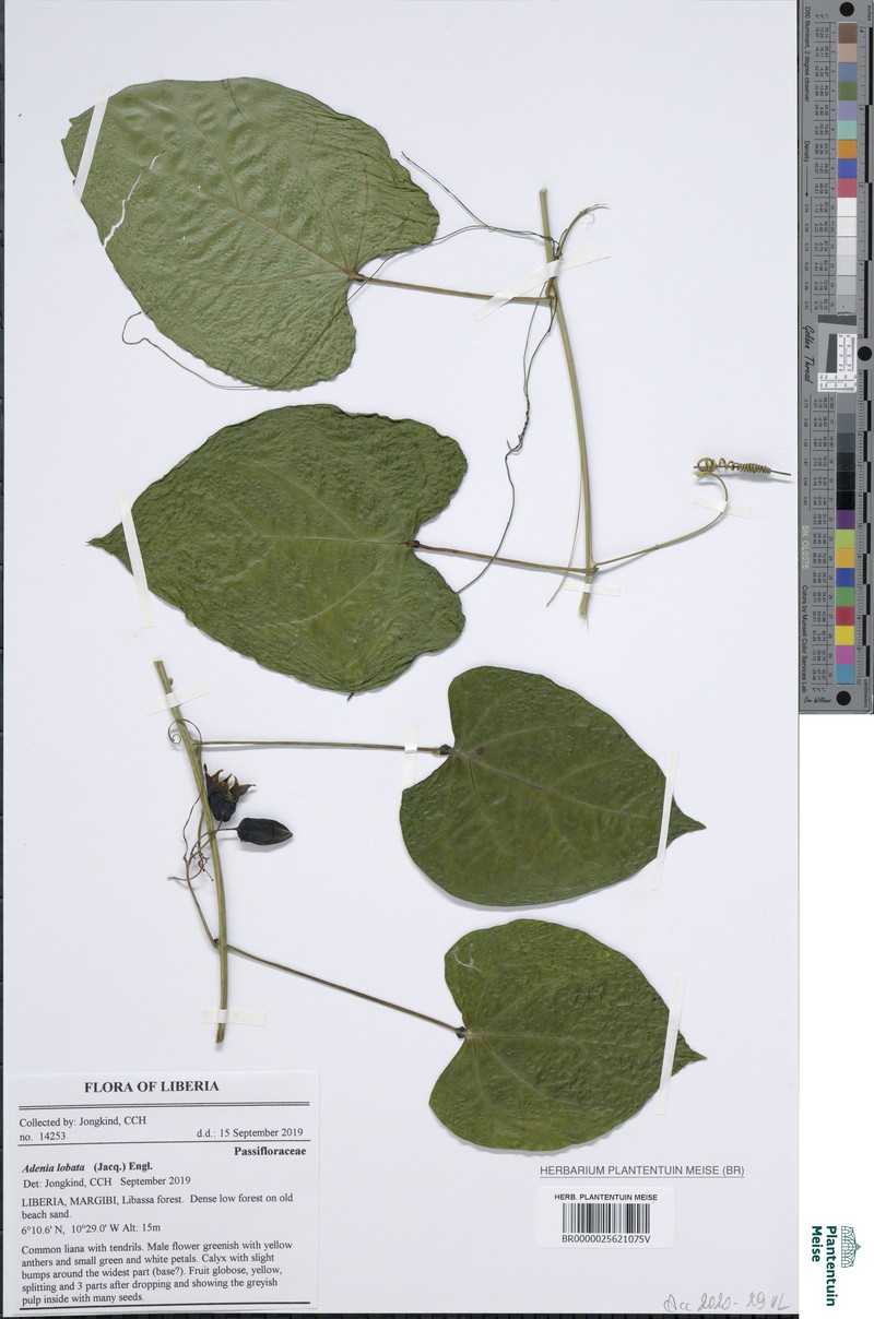 Adenia fernandesiana photo 2