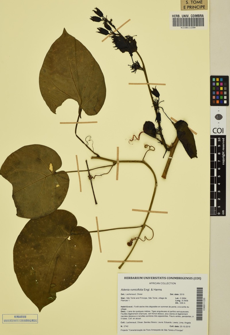 Adenia fernandesiana photo 4