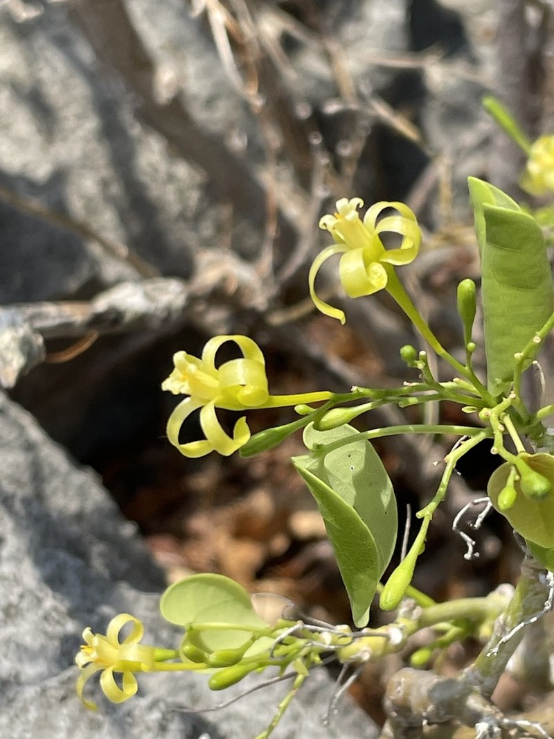Adenia firingalavensis photo 2