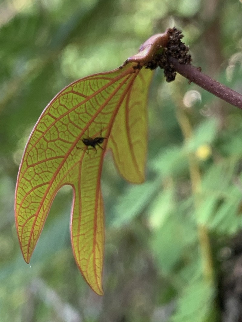 Adenia firingalavensis photo 3