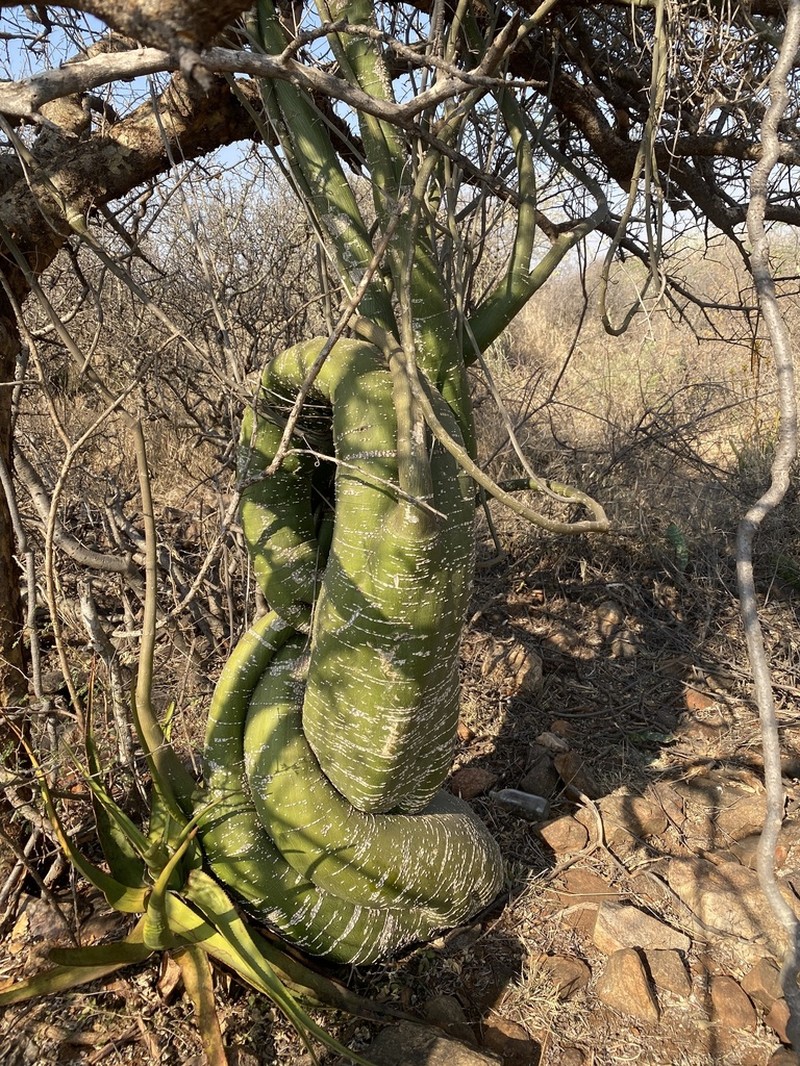 Adenia fruticosa photo 3
