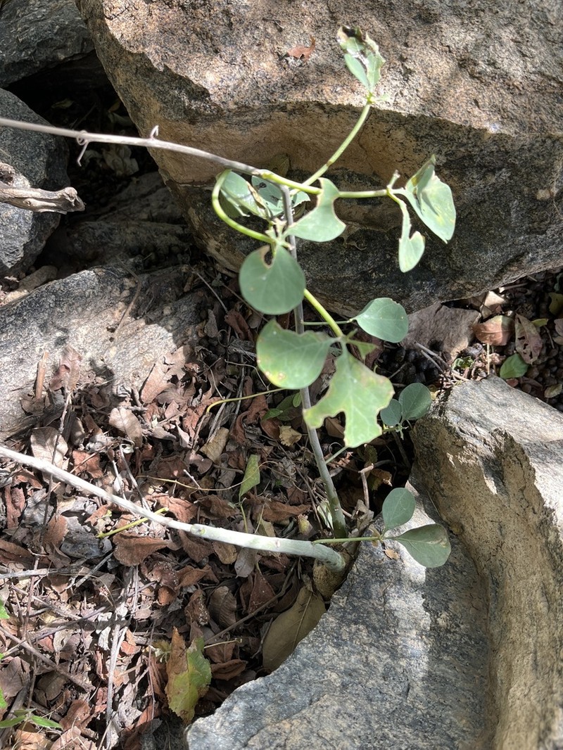 Adenia fruticosa photo 4