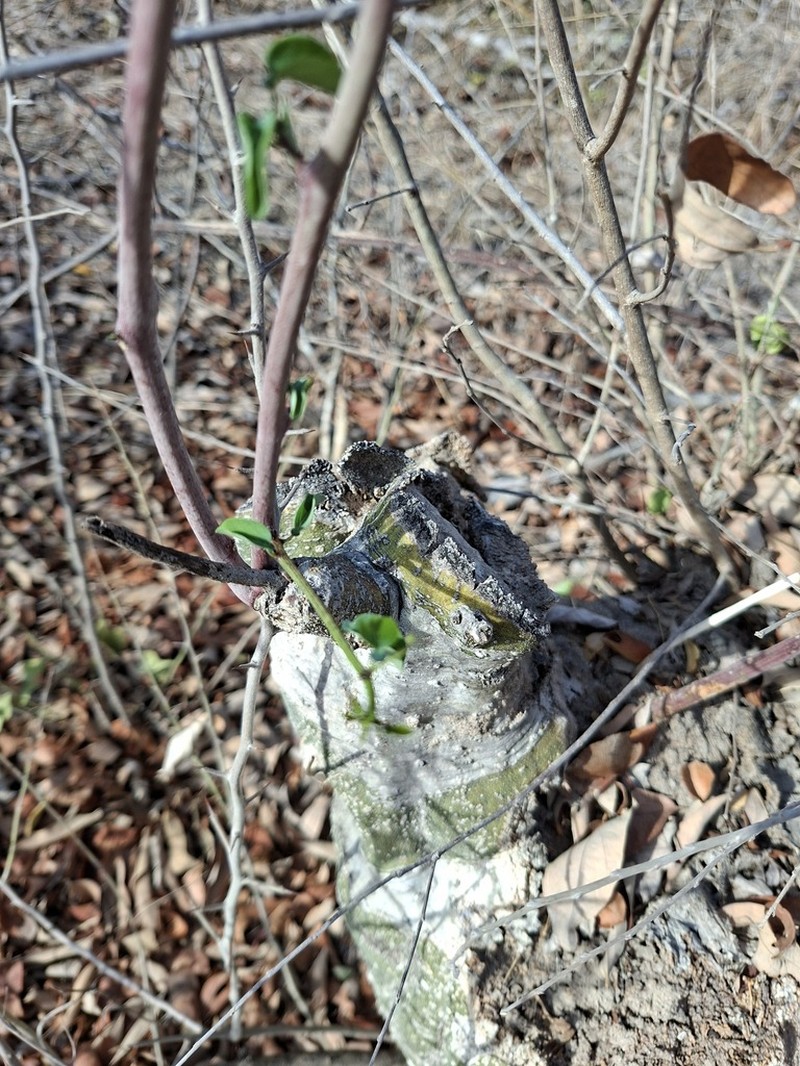 Adenia fruticosa photo 6