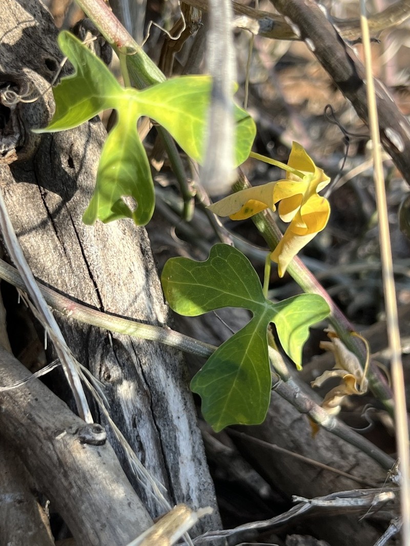 Adenia fruticosa photo 7