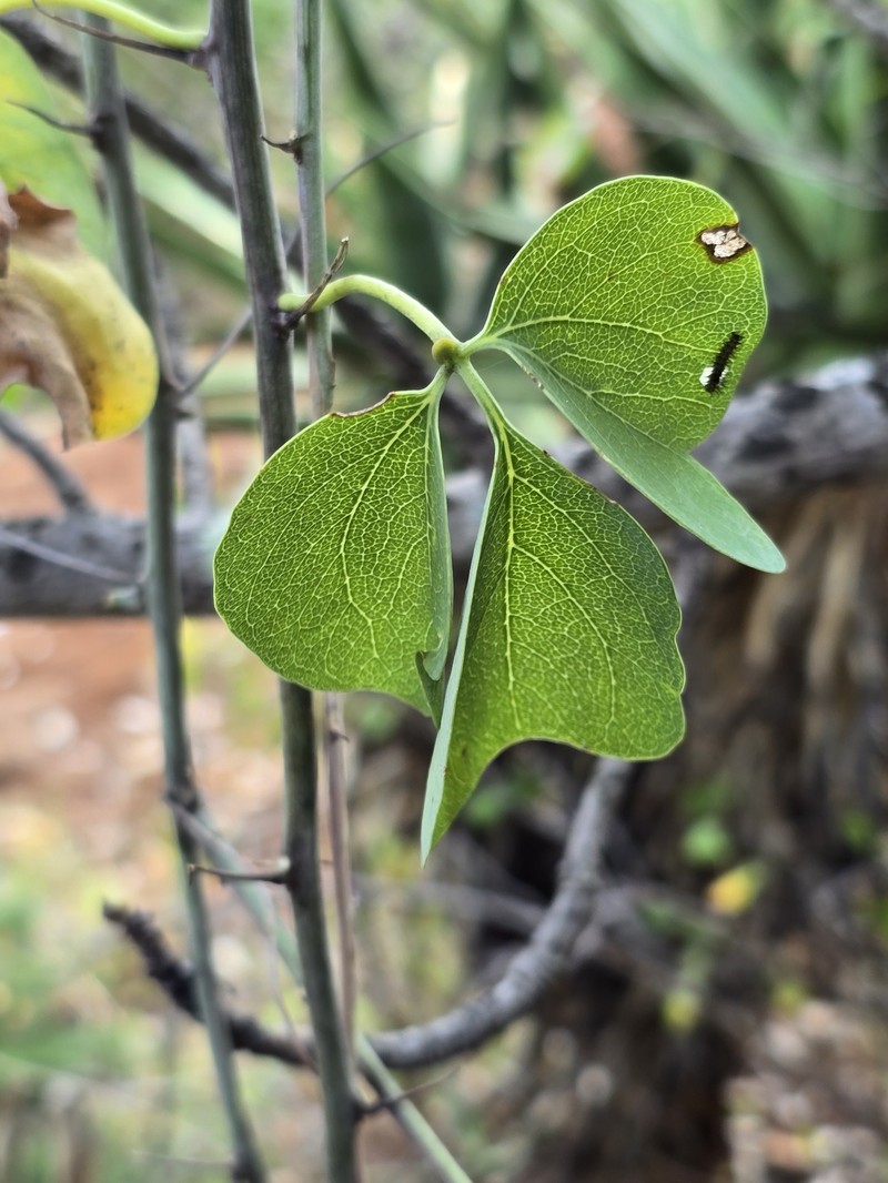 Adenia fruticosa subsp. fruticosa