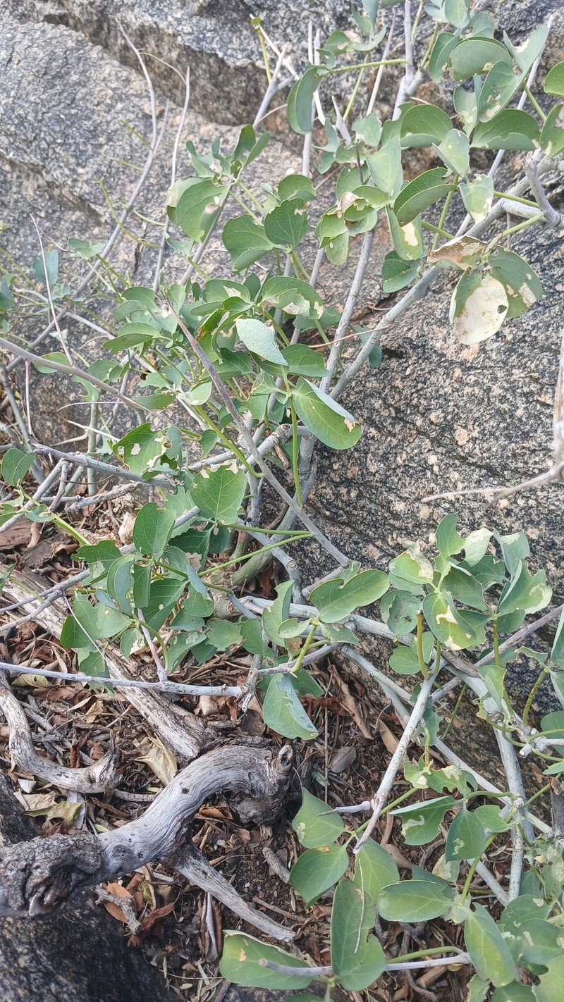 Adenia fruticosa subsp. fruticosa photo 2