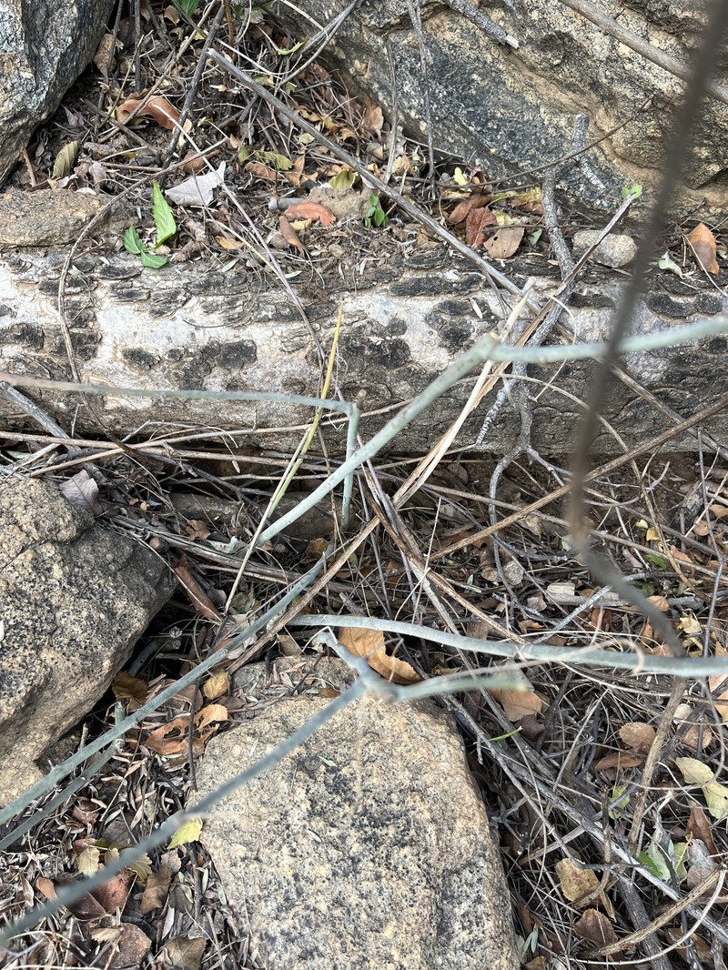 Adenia fruticosa subsp. fruticosa photo 3