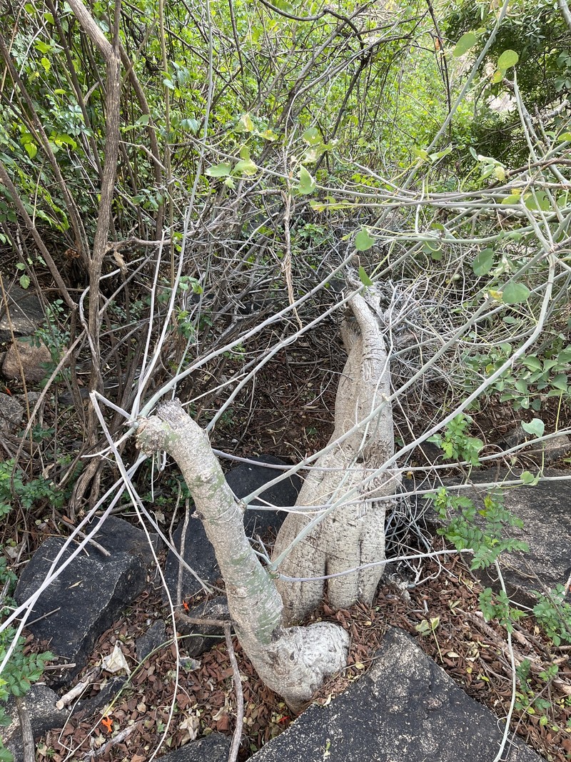 Adenia fruticosa subsp. fruticosa photo 4