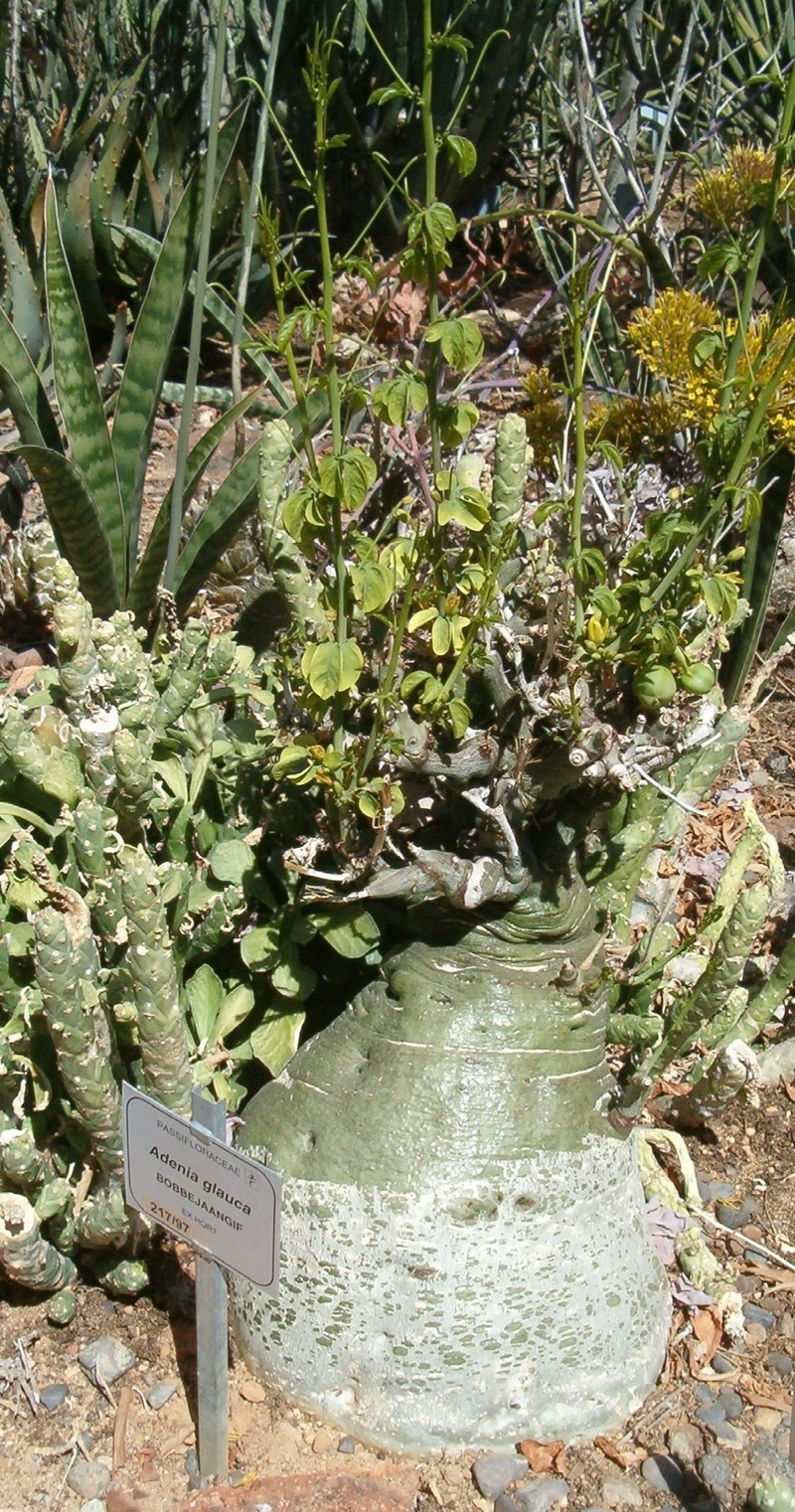 Adenia glauca