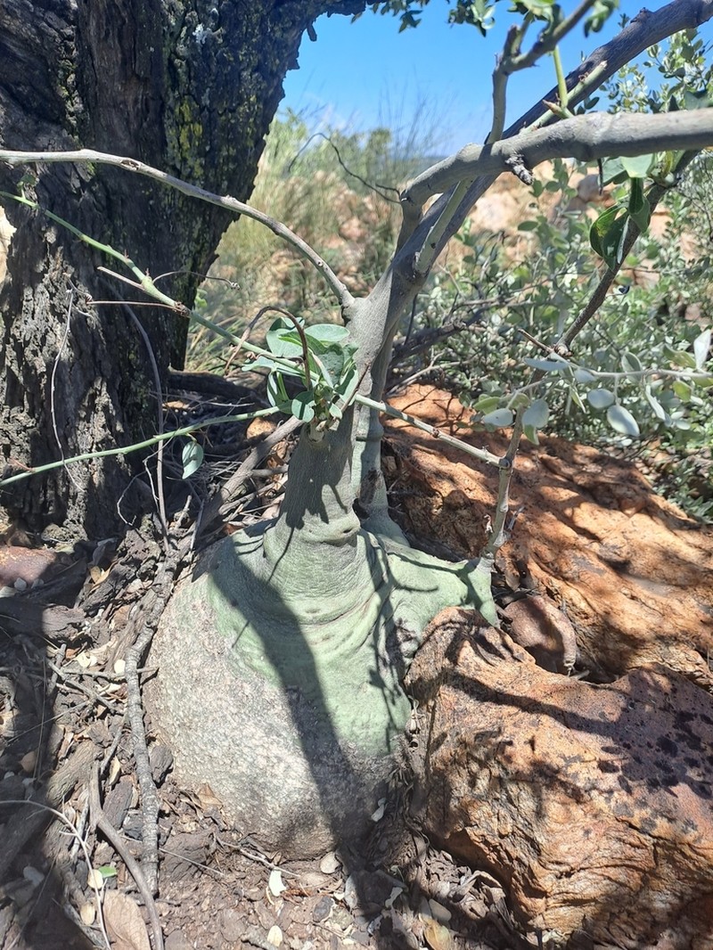 Adenia glauca photo 2