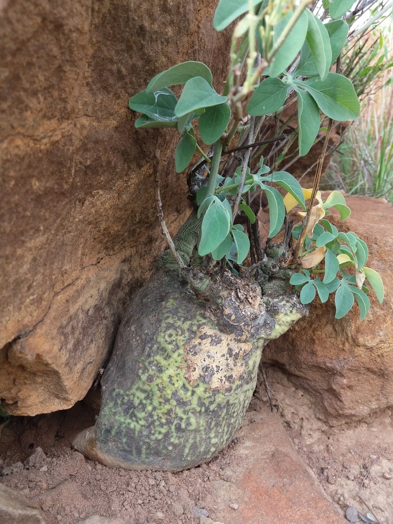 Adenia glauca photo 3