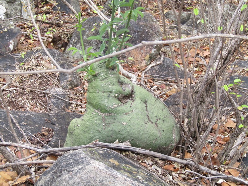 Adenia glauca photo 4
